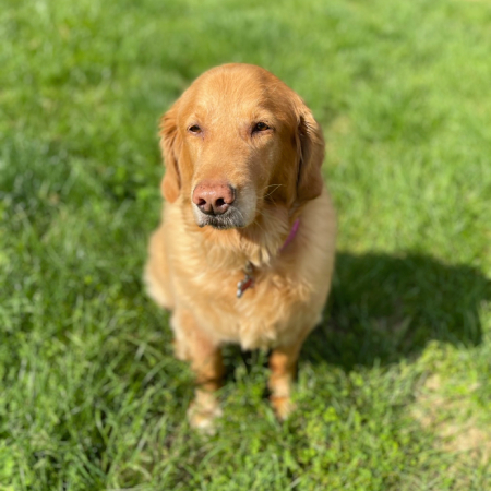 Phoebe